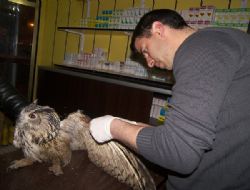 Yaralı baykuşa dadaş şefkati 